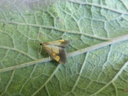 Réf. 190 281 : Evergestis limbata